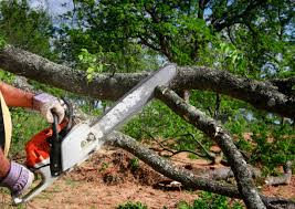 Best Tree Cabling and Bracing  in Dakota Dunes, SD